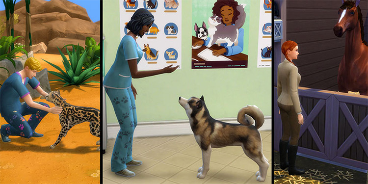 Animal care mod sims 4