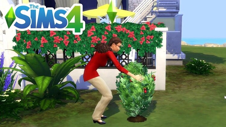 How to Get Strawberries in Sims 4?