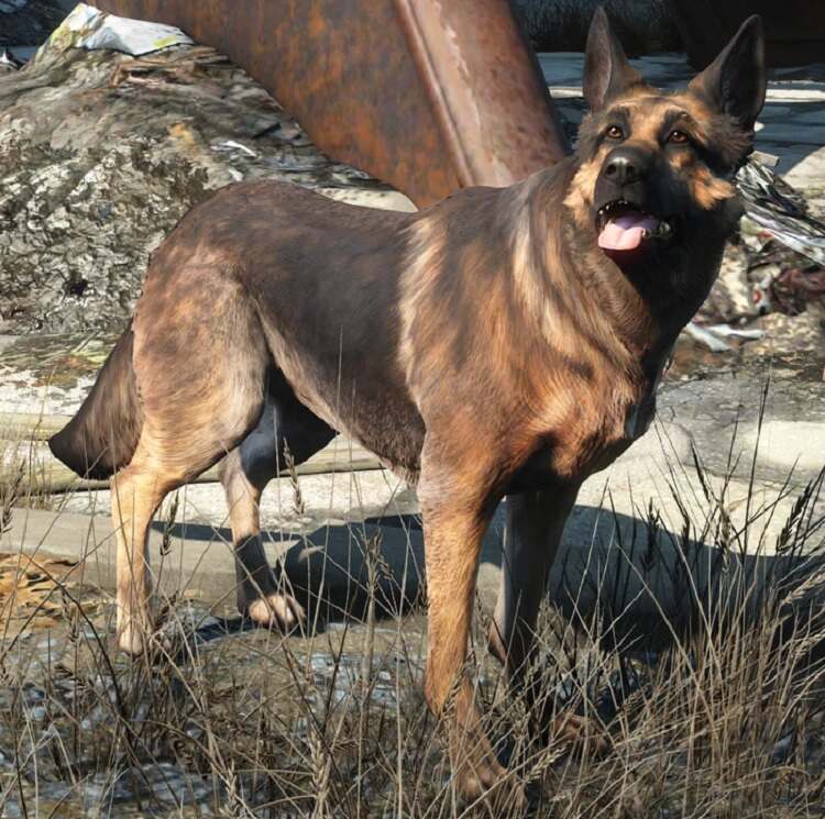 Dogmeat