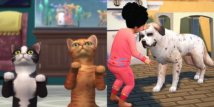 Caring for pets