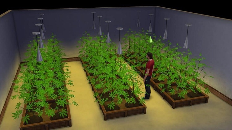 Other ways to acquire weed in Sims 4