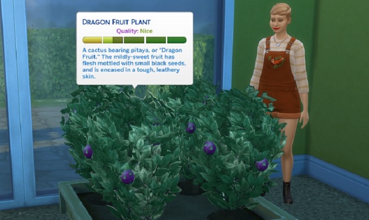 A Symphony of Growth: The Birth of Dragon Fruit