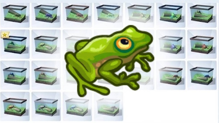 Section 4: Rare Frogs